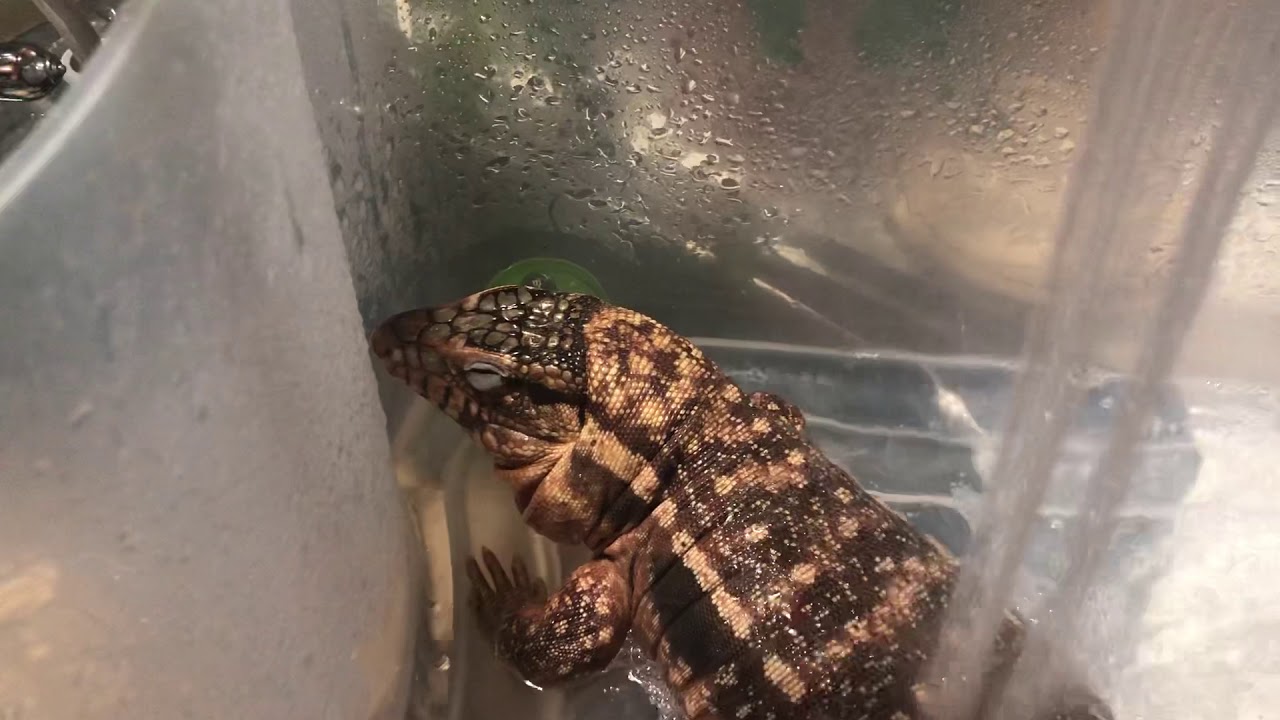 Tegu Bath - YouTube