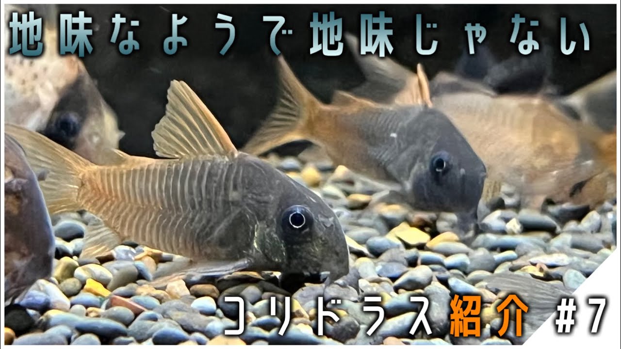 唯一無二のグラデーション。コリドラス随一の美種‼︎｜コリドラス 