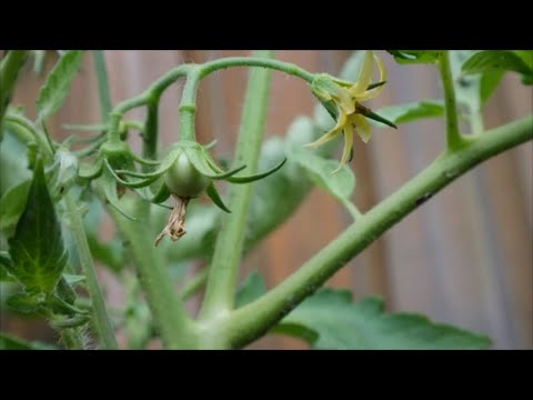 Video: What Is A Heatmaster Tomato - Informasjon om Heatmaster Tomatoes