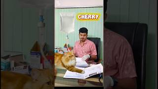 Cherry in Doctor’s place🙀#cat #funny #shorts #youtubeshorts #trending #viral #pets #petcare #cats