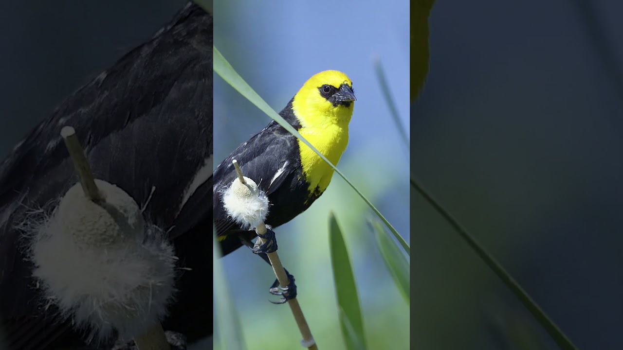 Yellow headed blackbird