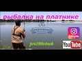 Рыбалка на платнике! Рыбацкая усадьба! Карась зверь!