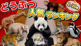 【どうぶつアニメ】動物園のどうぶつ人気ランキングTOP20！パンダ ライオン キリンなど人気の動物を1位から20位まで紹介するよ★【子供向け 動物の知育動画】