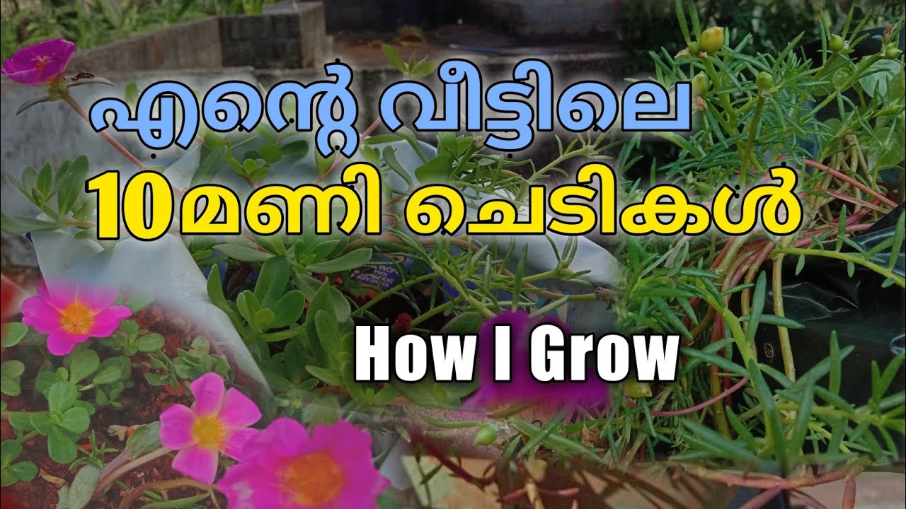 എന്റെ വീട്ടിലെ 10മണി ചെടികൾ 🌸 | 10mani Plant | 10mani poovu | Gokulling dude