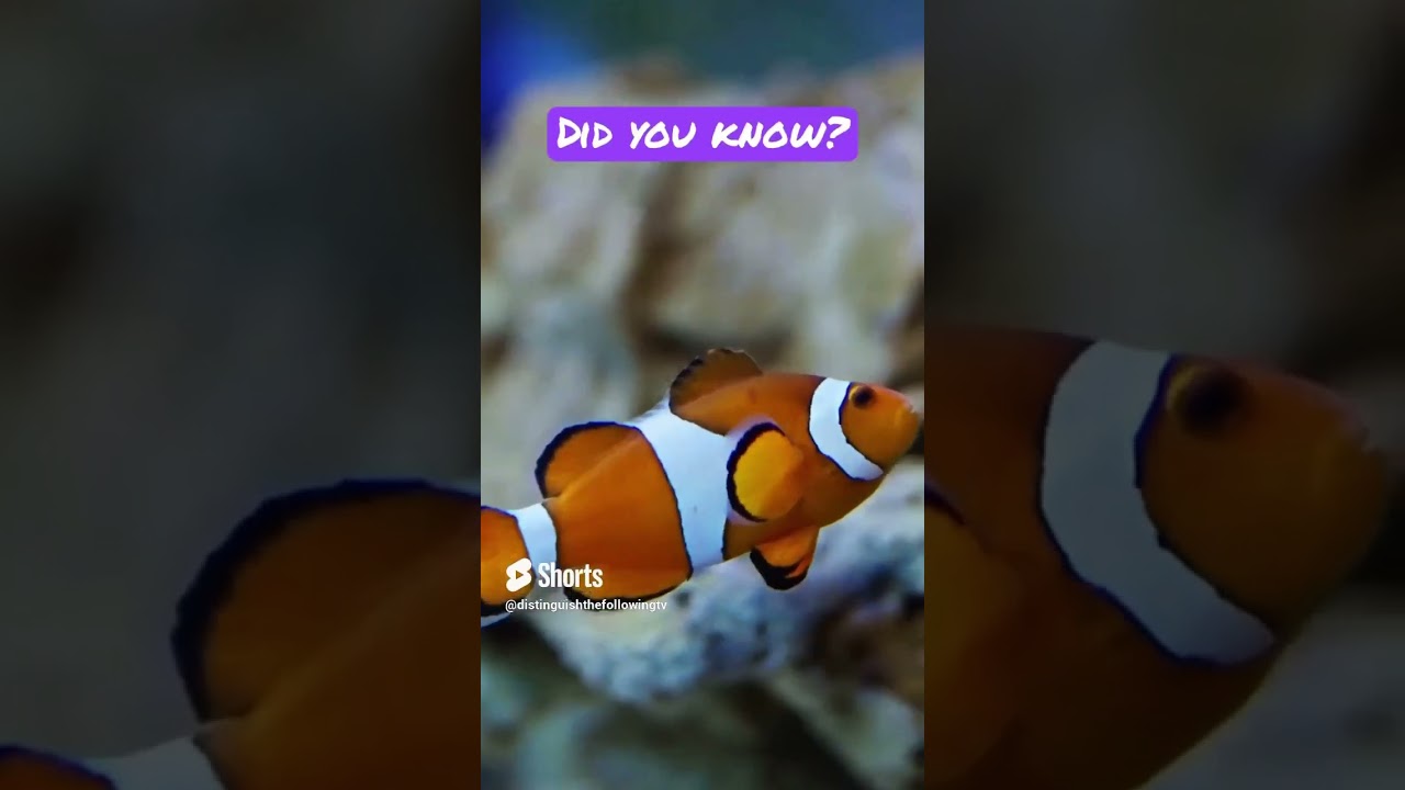 Funny Clown Fish 2 