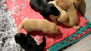 iris puppies 3 weeks.AVI