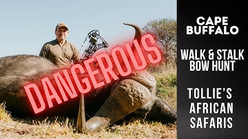 Cape Buffalo Bow Hunt | Walk & Stalk Cape Buffalo with Bow | Tollies African Safaris