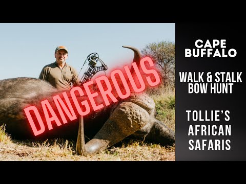 Cape Buffalo Bow Hunt | Walk & Stalk Cape Buffalo with Bow | Tollies African Safaris