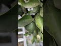 柚子の葉が黒い柚子の調子がわるい葉の異常病害虫目安ゆず栽培柚子の木一才柚子本柚子