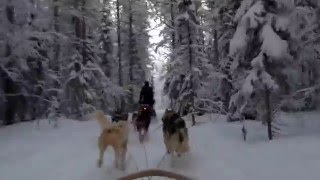 北極圏で犬ゾリに乗ってみた（1）