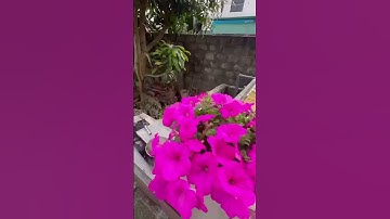 Nước hồ cá koi bị đục và nổi đầy váng bọt #hocakoi #koi #shorts #short