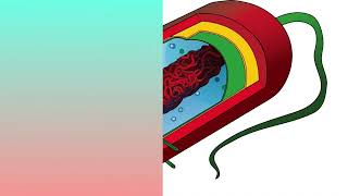 What is Archaea?