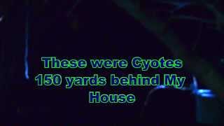 Coyotes and Wolf Howling in my backyard