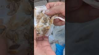 семена огурцов остались под дождём и начали расти