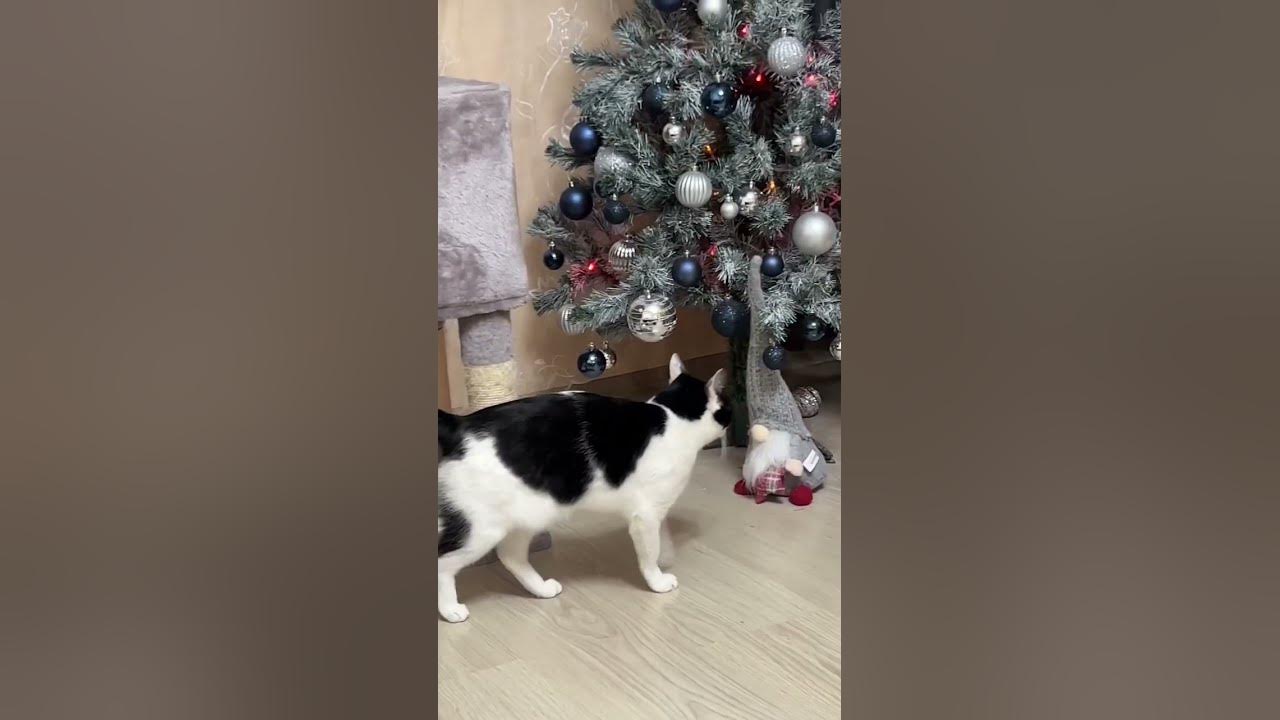 Зуза и 🎄 - YouTube