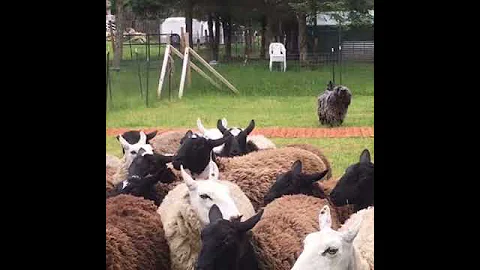 Faggia BERGAMASCO SHEEPDOG learning boundaries and working independently BERGAMASCO SHEEPDOG