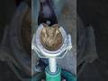 Horse shoeing