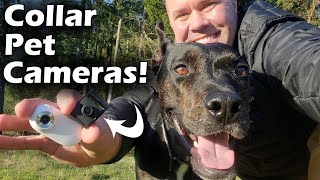 Best Collar Pet Camera Review - Mr Petcam HD vs A100 - Which is the Best Pet Camera? by JMG ENTERPRISES   2,481 views 2 months ago 12 minutes, 43 seconds