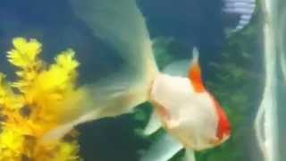 Fish smashed by car by ajrollers 167 views 12 years ago 7 seconds