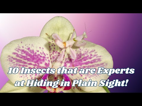 10 Insects that are Experts at Hiding in Plain Sight!