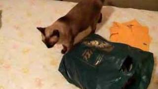 Gata - DSCF2319.AVI