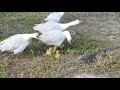 Goose and her goslings walking around 😍