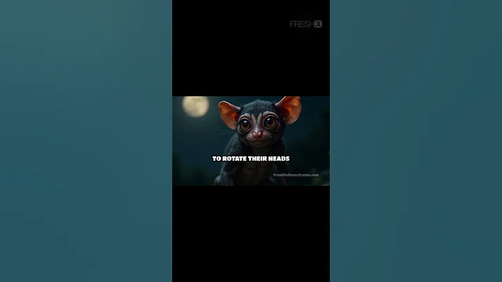 Tarsier The Tiny Monkey With HUGE Eyes!