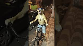 Cachorro da favela