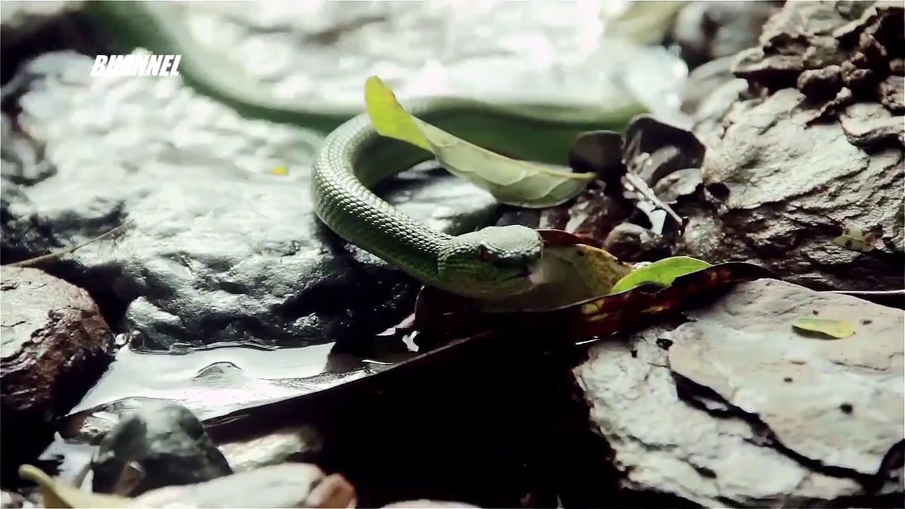 camera iphone 8 plus apk BUANNEL EP 1