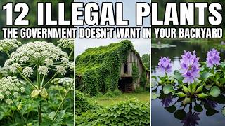 12 PLANTS The US Government Will FINE YOU FOR Growing (Some Are Beautiful)