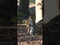 D.j tigress @kanha national park (09/01/2025)Morning