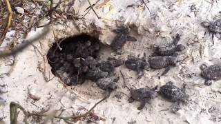 Sea turtles - Hawksbill hatchlings