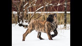 Щенки канарского дога. Зимнее, уличное содержание. Часть #1 Щенки канарского дога. Зимнее, уличное содержание. Часть #1