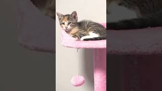 Woman Adopts Kitten Found On New York City Subway #shorts