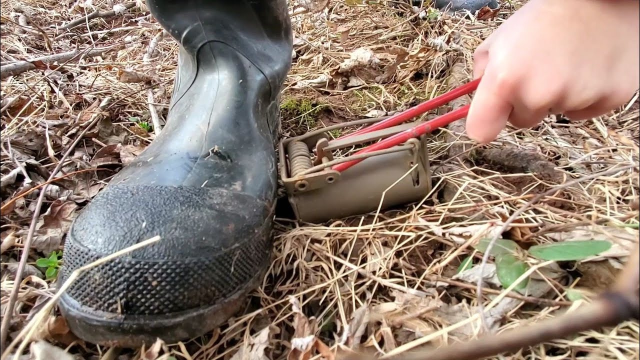 How to set dog proof trap with set tool YouTube