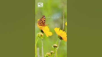 الآيات 116-17 من سورة القصص بصوت الشيخ فارس عباد