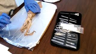 Squid dissection part 1