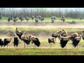 White Stork amazing Migration,  اللقلق الأبيض  חסידה לבנה シュバシコ bílý čáp bocian biały ウ सफेद सारस