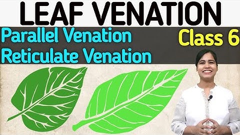 Leaf Venation | Class 6 | Science