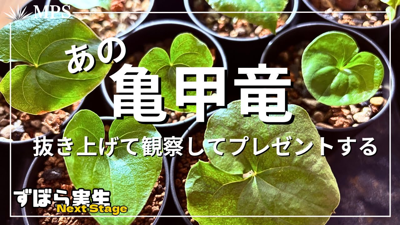 プレゼント】冬型塊根植物No.1!?あの亀甲竜はどれだけ大きくなったのか