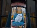 The snowy owl shoulder plush returns to universal studios hollywood