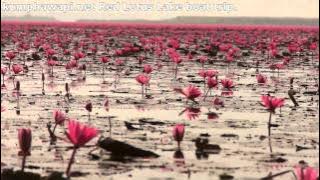 Red Lotus Lake Kumphawapi Thailand boat trip