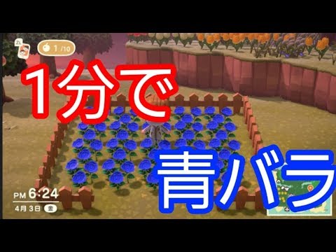 あつまれどうぶつの森 青バラを1分で作る方法 Youtube