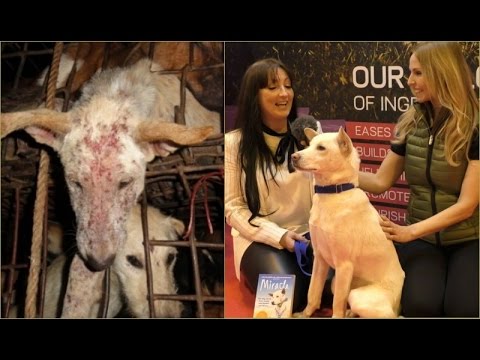 SAVED FROM DOG MEAT TRADE