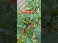 Sili Is Almost Ready Shortsfeed Gardening Sili Chile Chili