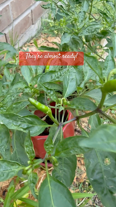 Sili is almost ready! #shortsfeed  #gardening  #sili #chile #chili