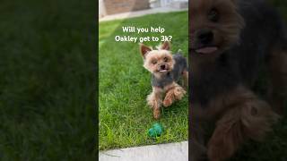 Teacup Yorkie has dancing moves #dogs #shorts #short #shortsviral #fypシ #explore #trending