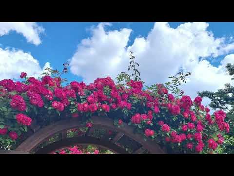 I come to the garden alone 저 장미꽃 위에 이슬 (for Violoncello & Piano) - C. Austin Miles