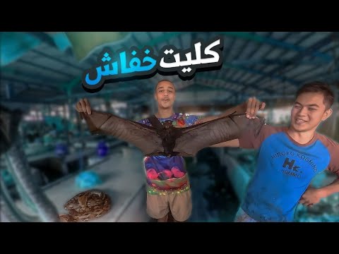 شريت اكبر خفاش في صين ديتو لأكبر مطعم طيبوه ليا بحليب جوز الهند وكليتو