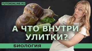 А что внутри УЛИТКИ? | Биология TutorOnline